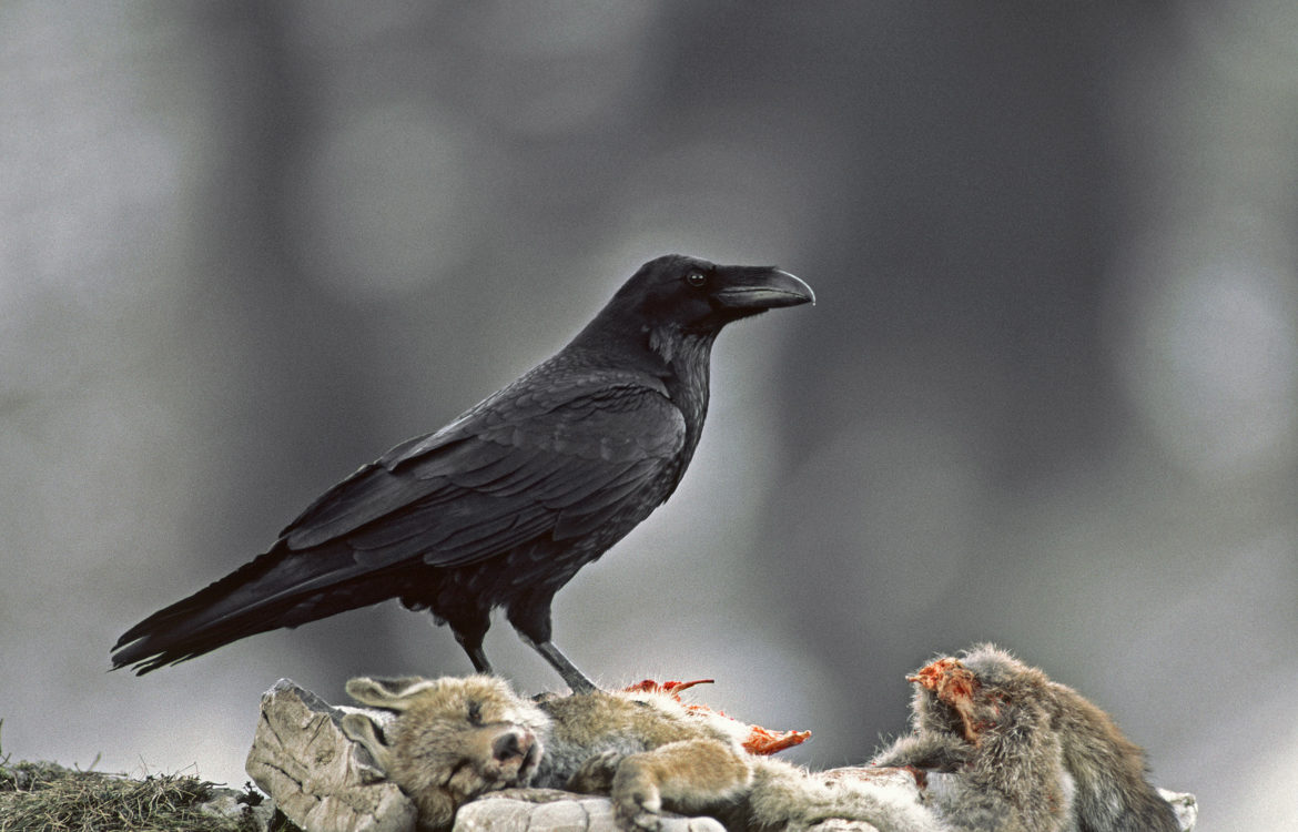 Divers Oiseaux Alpes