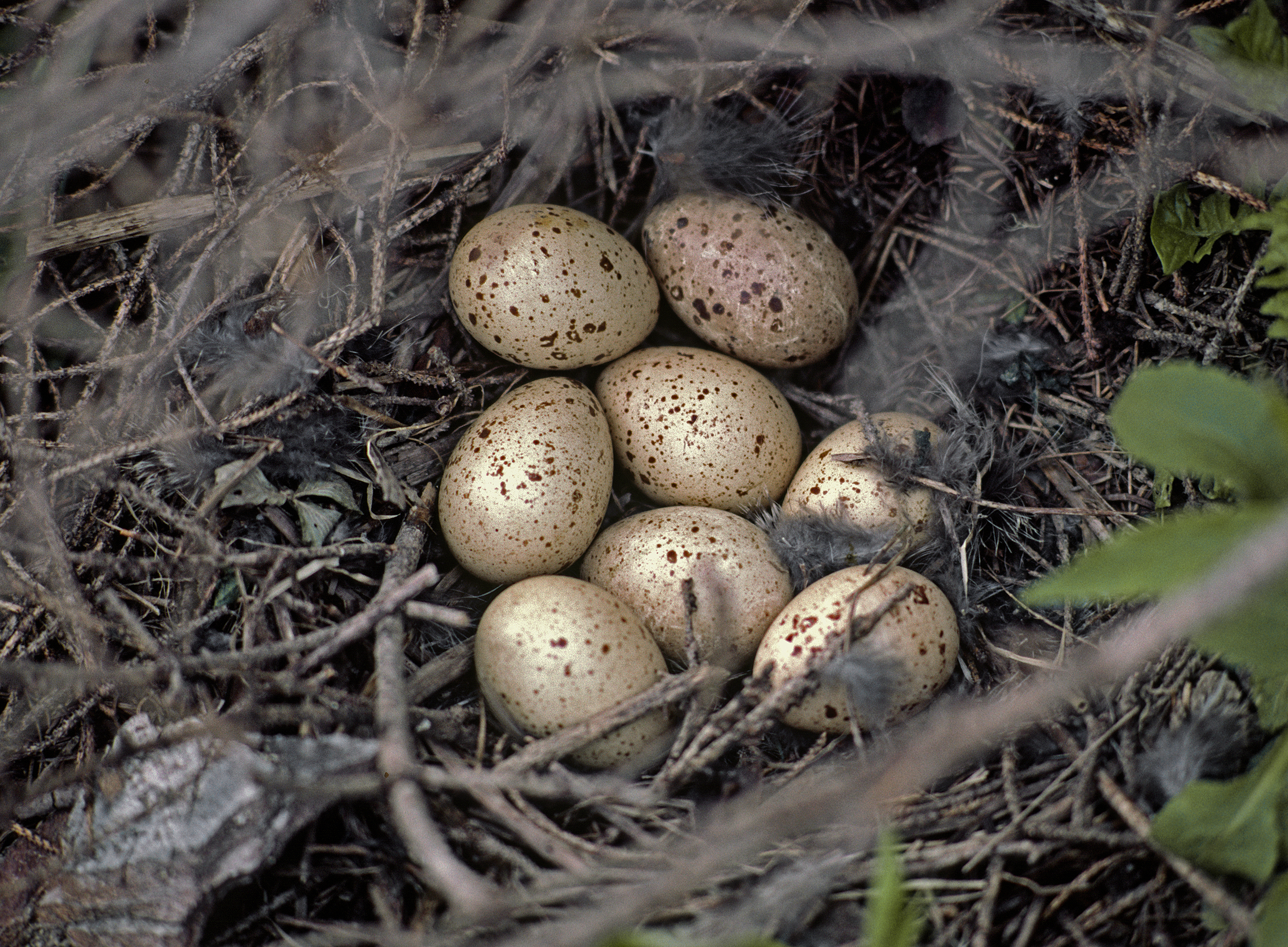 Tétras lyre nid copie