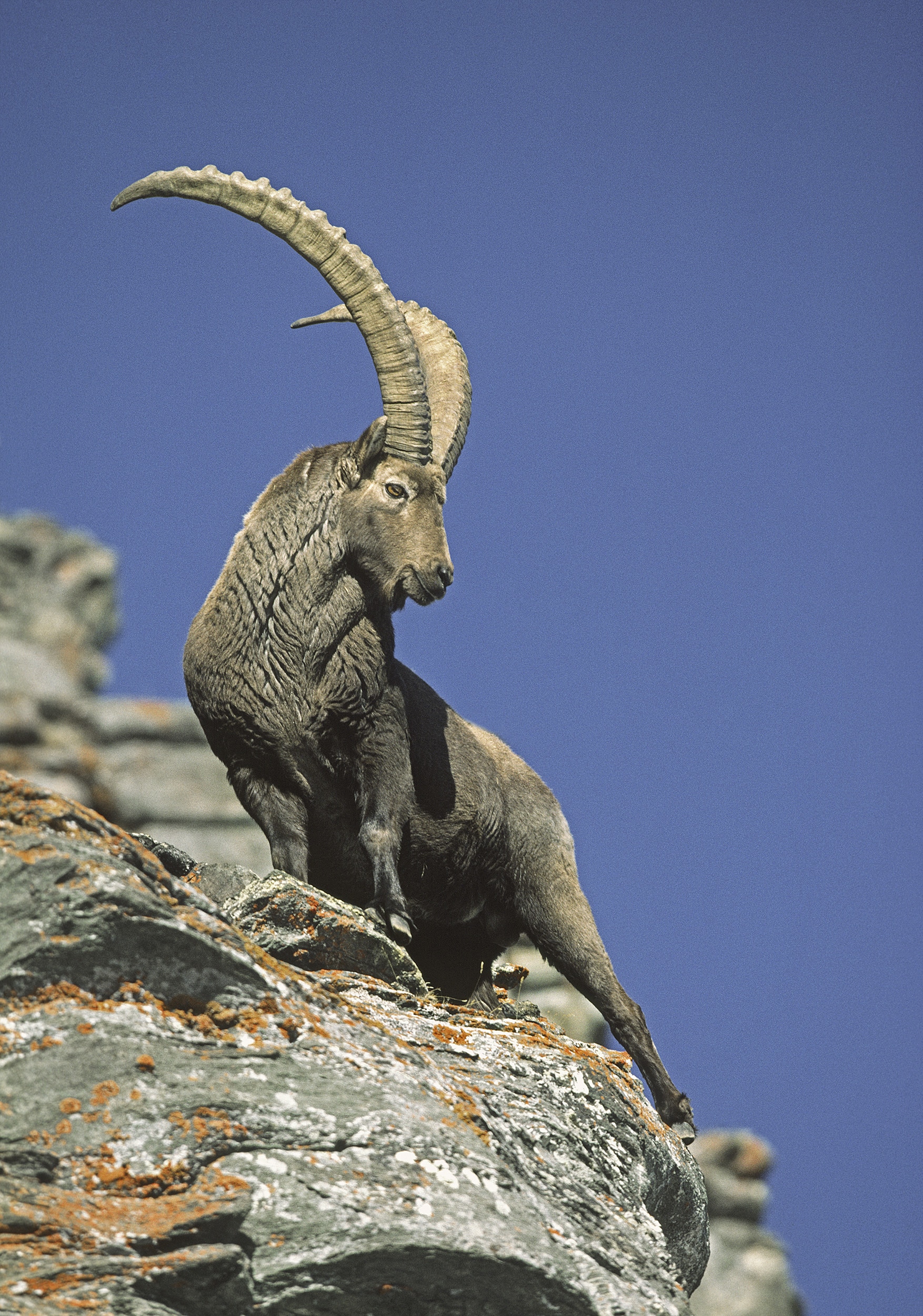 bouquetin-ibex-10