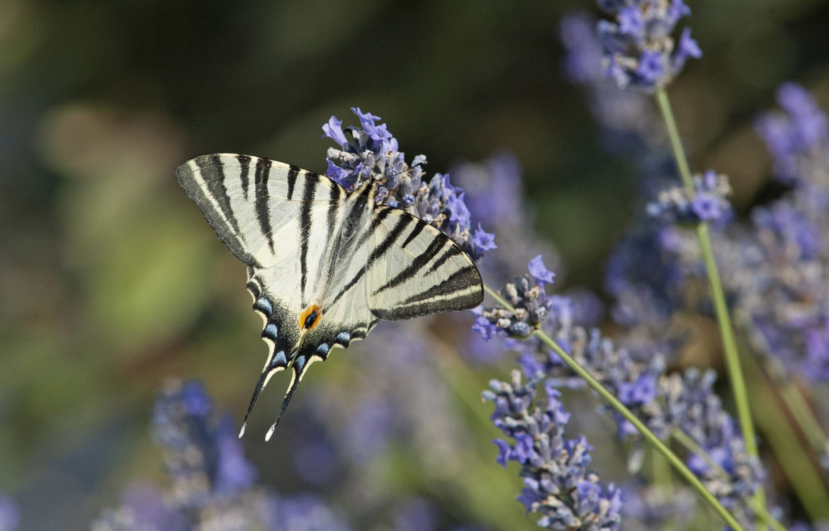 Reptiles Amphibiens Arthropodes Micromammifères