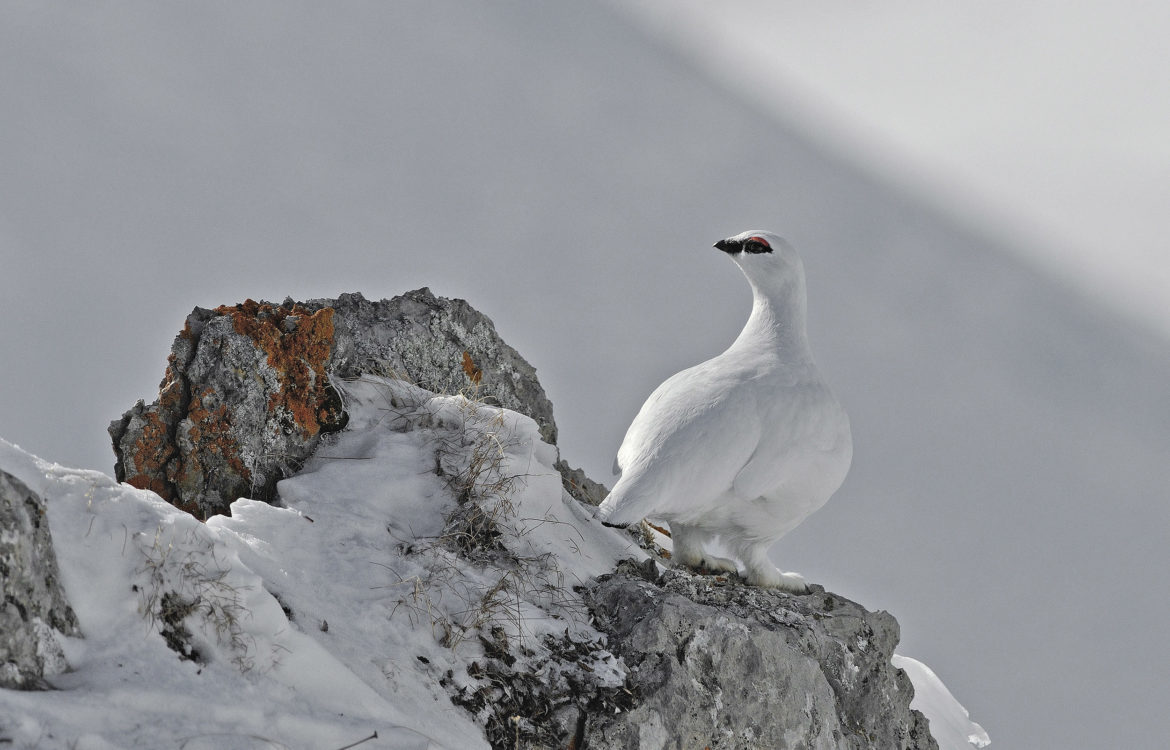 Lagopède Bartavelle Gelinotte