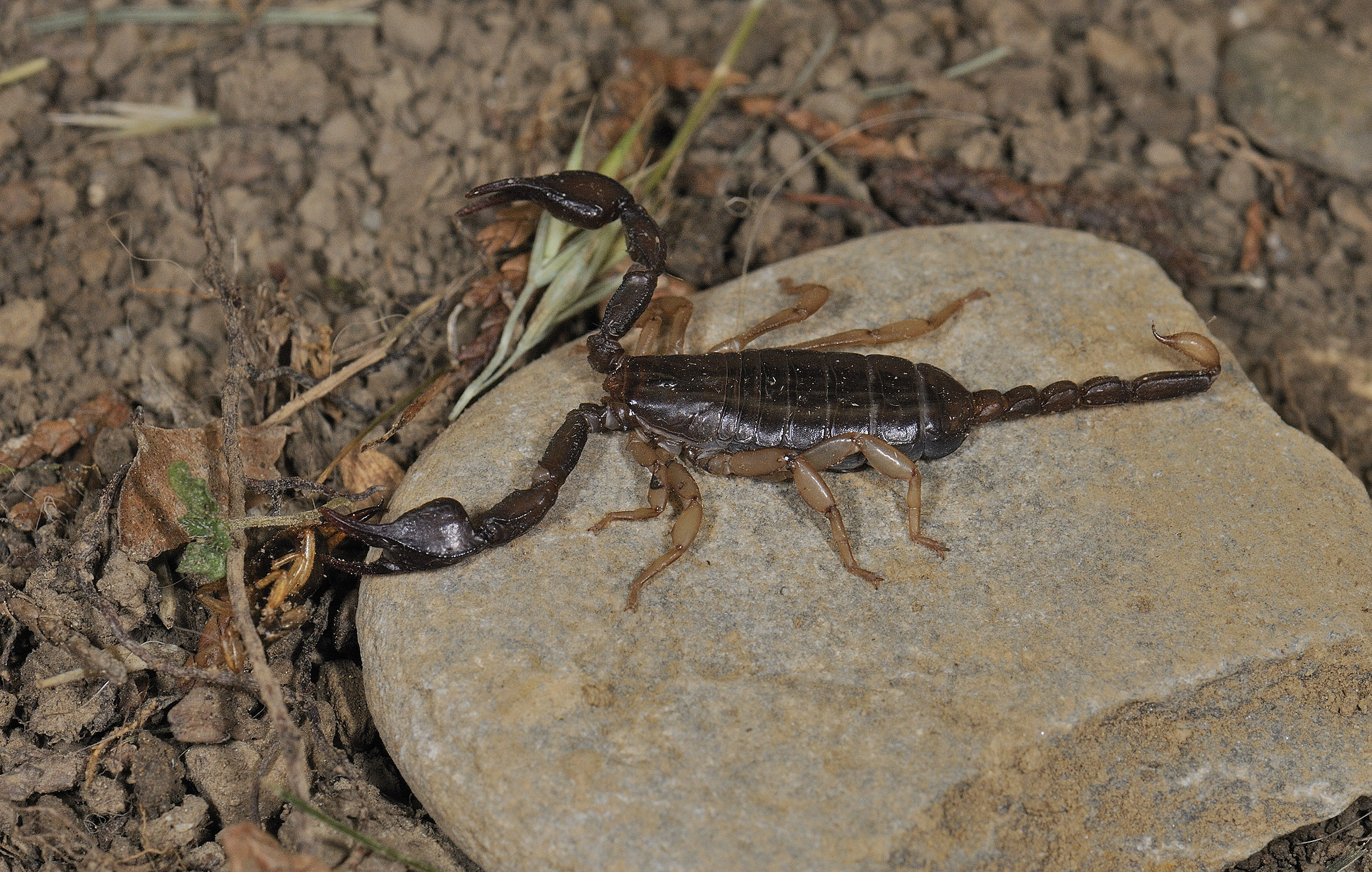 scorpion-noire-a-queue-jaune
