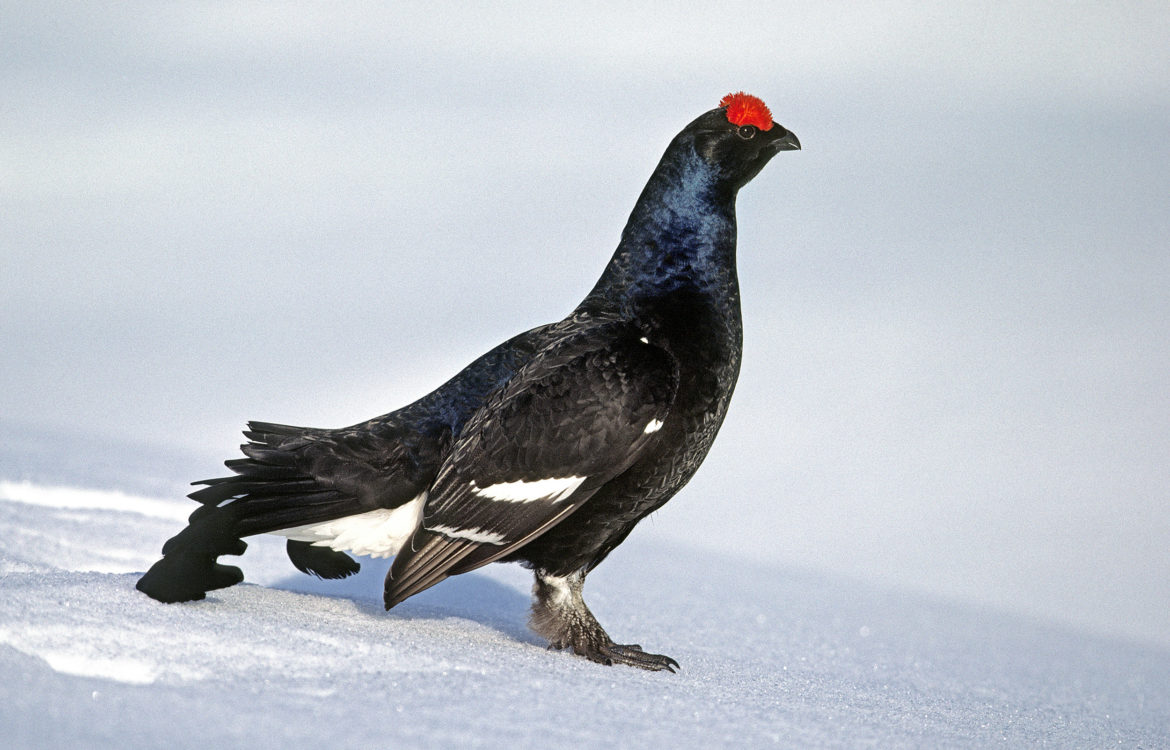 Tétras lyre  Grand Tétras et Tétras Hybride